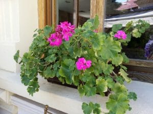 Il Destino, restaurant cu bucatarie italiana traditionala in Strada Silvestru