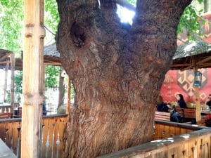 La Copac, terasa boema si restaurant specific romanesc pe Pitar Mos