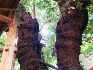 La Copac, terasa boema si restaurant specific romanesc pe Pitar Mos