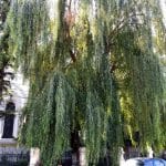 Strada Silvestru din Bucuresti, cu Biserica Silvestru si Restaurantul Il Destino