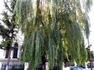 Strada Silvestru din Bucuresti, cu Biserica Silvestru si Restaurantul Il Destino