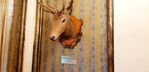 Terasa Doamnei, restaurant traditional romanesc in Centrul Vechi