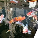 Interviu Restocracy cu Chef Constantin Ghimpu, Aqua Garden Militari Residence