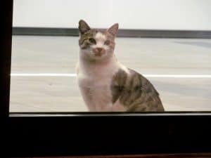 Restaurantele si cafenelele din cladirea de birouri Aviatorilor 8 din Piata Victoriei, Bucuresti