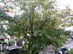 Strada Theodor Iliescu, in jurul restaurantului Hooga din Bucuresti