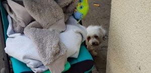 Bob Coffee Lab in Piata Charles de gaulle, cafenea boema