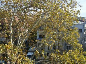 Strada Paris din Bucuresti, spre Piata Dorobantilor, in zona restaurantului Maize