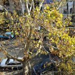 Strada Paris din Bucuresti, spre Piata Dorobantilor, in zona restaurantului Maize