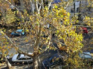 Strada Paris din Bucuresti, spre Piata Dorobantilor, in zona restaurantului Maize