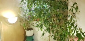 Belli Siciliani, un restaurant italian cu specific sicilian in strada Matasari