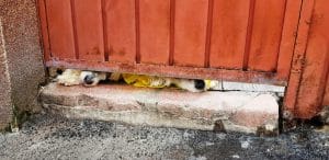 Matasari, Agricultori, Pache Protopopescu, Biserica Matasari