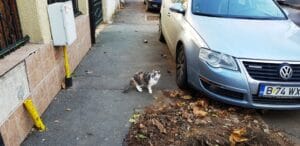 Strada Sandu Aldea, cu restaurantul libanez Coin Vert