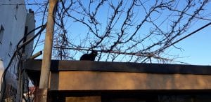 Cartierul Militari, la restaurantul frantuzesc La Cave de Bucarest