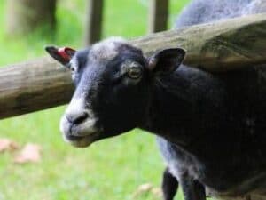 Client la restaurant