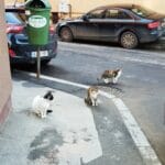 Henri Coanda si Vasile Urseanu, cu restaurantul Spago
