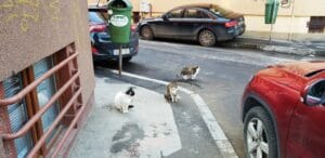 Henri Coanda si Vasile Urseanu, cu restaurantul Spago