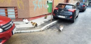 Henri Coanda si Vasile Urseanu, cu restaurantul Spago