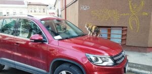 Henri Coanda si Vasile Urseanu, cu restaurantul Spago