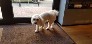 Pio Bistro, restaurant cu bucatarie urbana, Piata Dorobantilor din Bucuresti