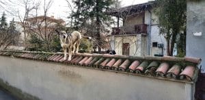 Cartierul Primaverii din Bucuresti, cu restaurantul Mesogios Seafood