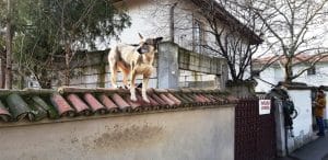 Cartierul Primaverii din Bucuresti, cu restaurantul Mesogios Seafood