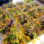 Lansarea meniului de primavara si a Scolii de bucatari vegani Rawdia