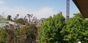 Piata de Flori, Rahova si Uranus de pe The Ark si Ivan Pescar