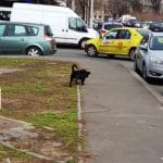 Piata de Flori din Bucuresti, in cartierul Rahova