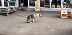 Piata de Flori, Rahova si Uranus de pe The Ark si Ivan Pescar