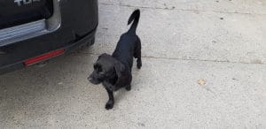 Piata de Flori din Bucuresti, in cartierul Rahova