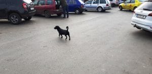 Piata de Flori, Rahova si Uranus de pe The Ark si Ivan Pescar