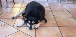 Unico Vero, restaurant italian traditional in strada Viitorului