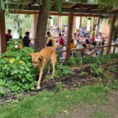 Complexul Casa Comana cu restaurante in Giurgiu