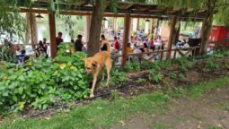 Complexul Casa Comana cu restaurante in Giurgiu