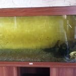 Laguna Verde, restaurant pescaresc pe Balta Balotesti Fieni langa Bucuresti