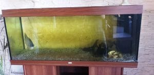 Laguna Verde, restaurant pescaresc pe Balta Balotesti Fieni langa Bucuresti