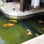 Aqua Garden si Gradina Japoneza, restaurant in Militari Residence, Bucuresti