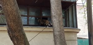 Casa Oamnilor de Stiinta (COS - Parcul Trandafirilor), un restaurant strigoi al Bucurestiului