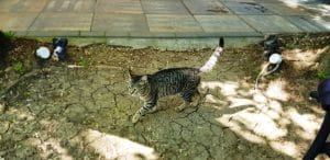 Piccadilly, restaurant international cu terasa in strada Vulturilor din Bucuresti