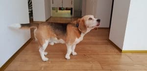 BITE, restaurant boem cu mai multe terase in strada Matasari din Bucuresti