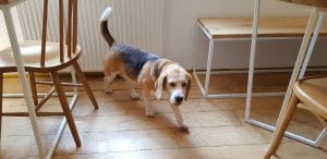 BITE, restaurant boem cu mai multe terase in strada Matasari din Bucuresti