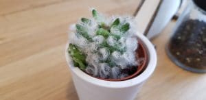 BITE, restaurant boem cu mai multe terase in strada Matasari din Bucuresti