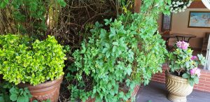 Bellagio Villa, restaurant italian si salon de evenimente in cartierul Vitan din Bucuresti