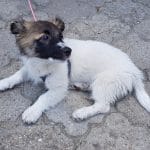 Masa Casa, mic restaurant langa Biserica Precupetii Vechi din Bucuresti