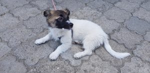 Masa Casa, mic restaurant langa Biserica Precupetii Vechi din Bucuresti