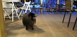 Pancakes and More, bistrou de clatite si meniu lejer la Piata Dorobantilor