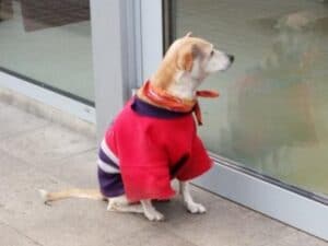 Protectia datelor personale