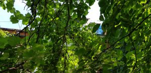 Arome, bistrou vegetarian boem in Luigi Cazzavillan