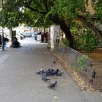 Strada CA Rosetti, cu Hotel Scala si Repertorium Gourmet, Coffee Hub si altele