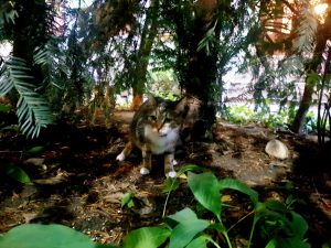 Teahouse 5, ceainarie boema pe strada Olimpului din Bucuresti